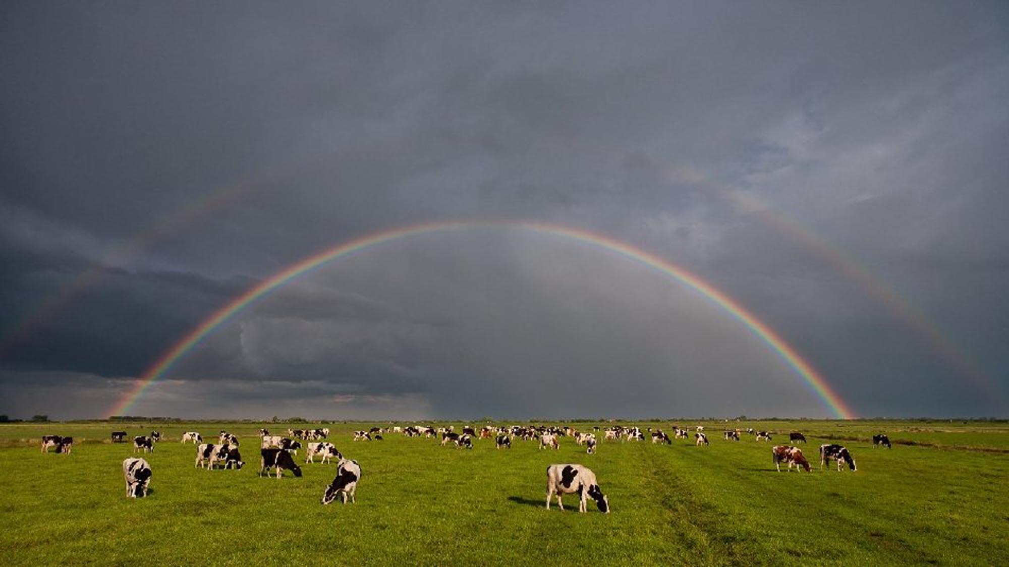 regenboog-met-koeien