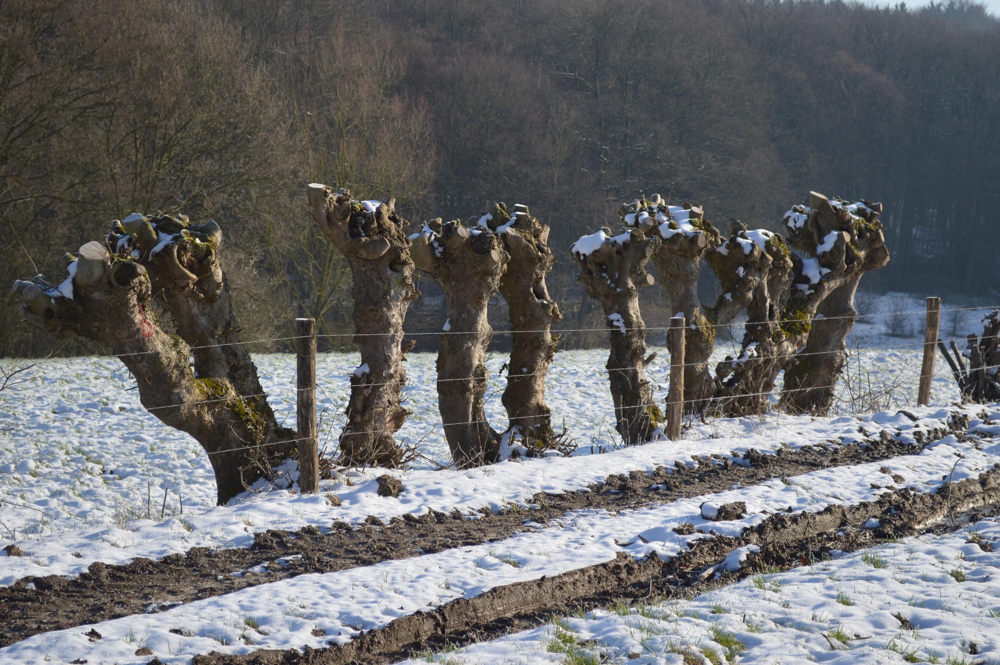 wilgen-in-de-sneeuw